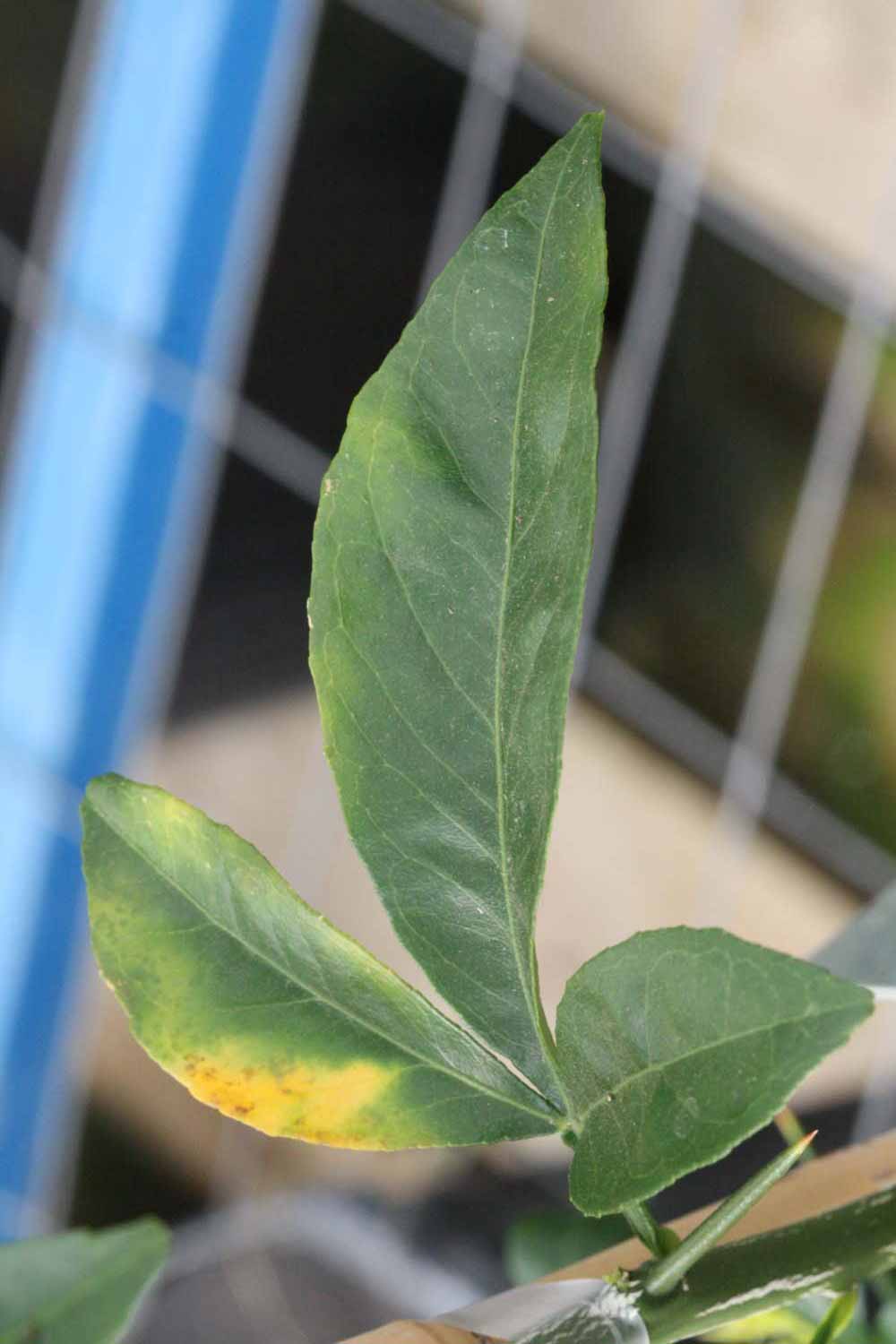              Trifoliolate leaf (Riverside, CA)       
